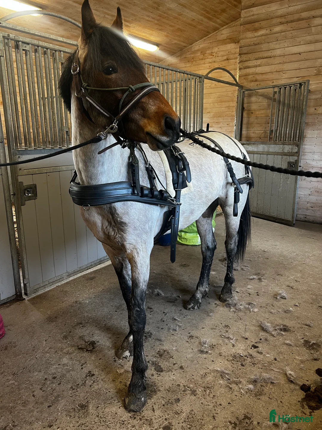 Körselar körning till salu: Ideal Lux Maratonsele – COB, som ny i Västerås - Annons 1