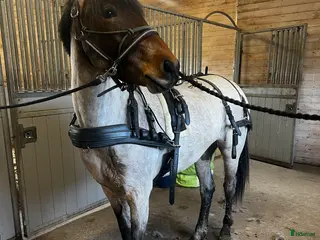 Körselar körning till salu: Ideal Lux Maratonsele – COB, som ny i Västerås - Annons 2