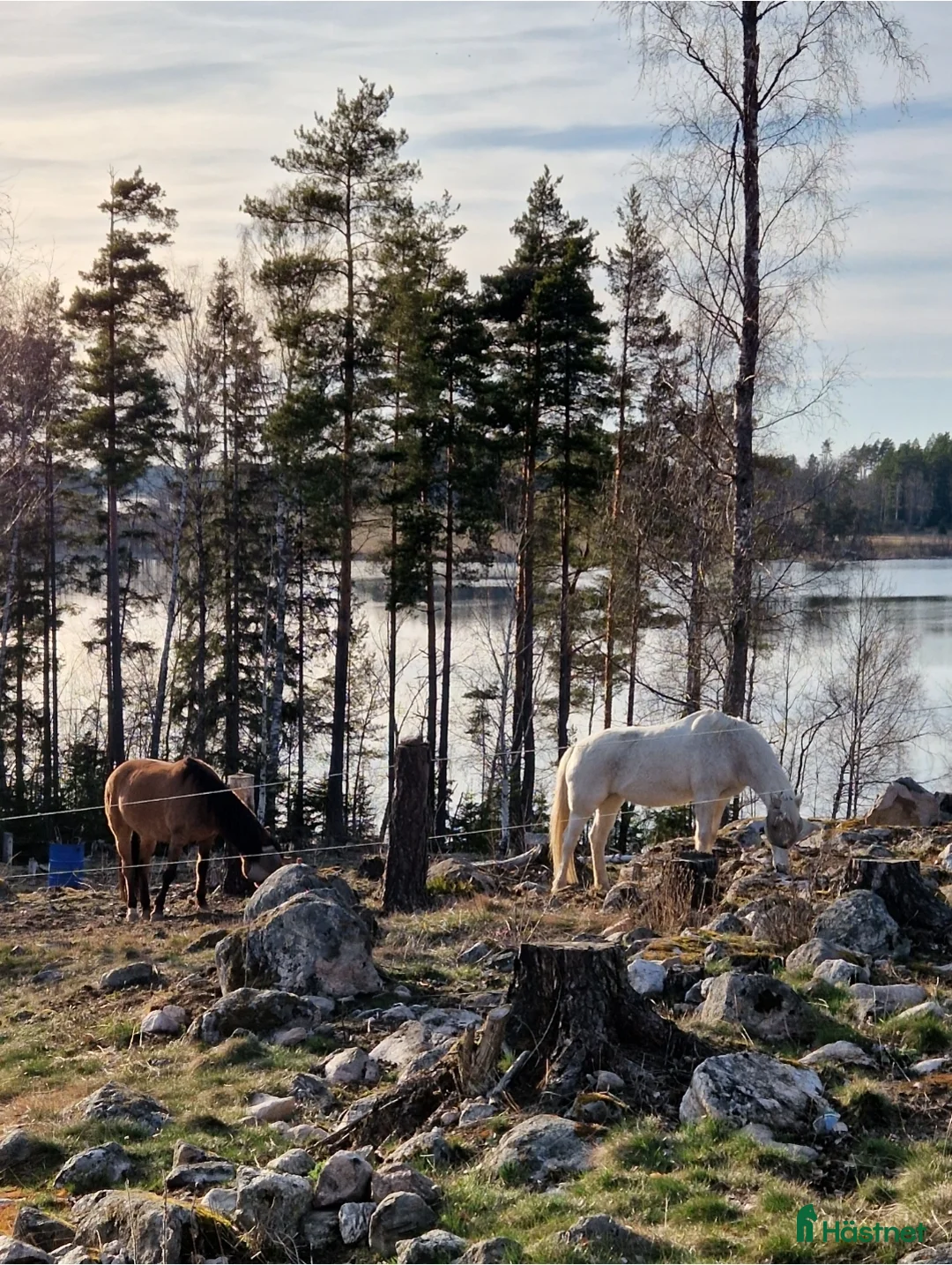  stallplats finnes: Unik plats - fantastiska hagar och stall uthyres i Vrena - Annons 4