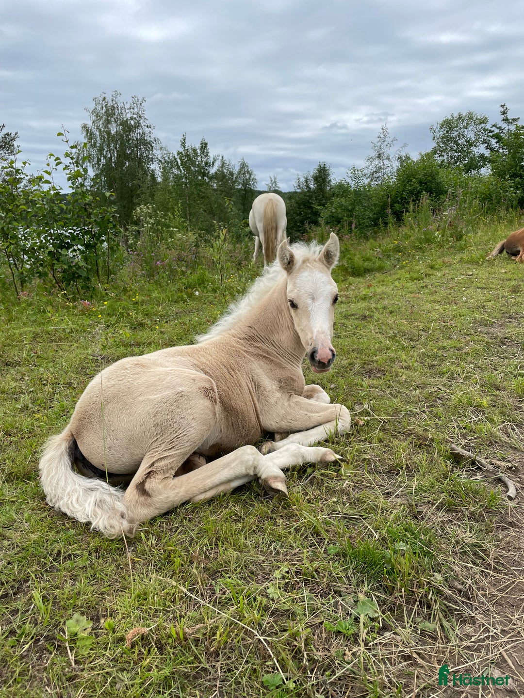 Allround hästar till salu: Vems drömponny? i Mörsil - Annons 9