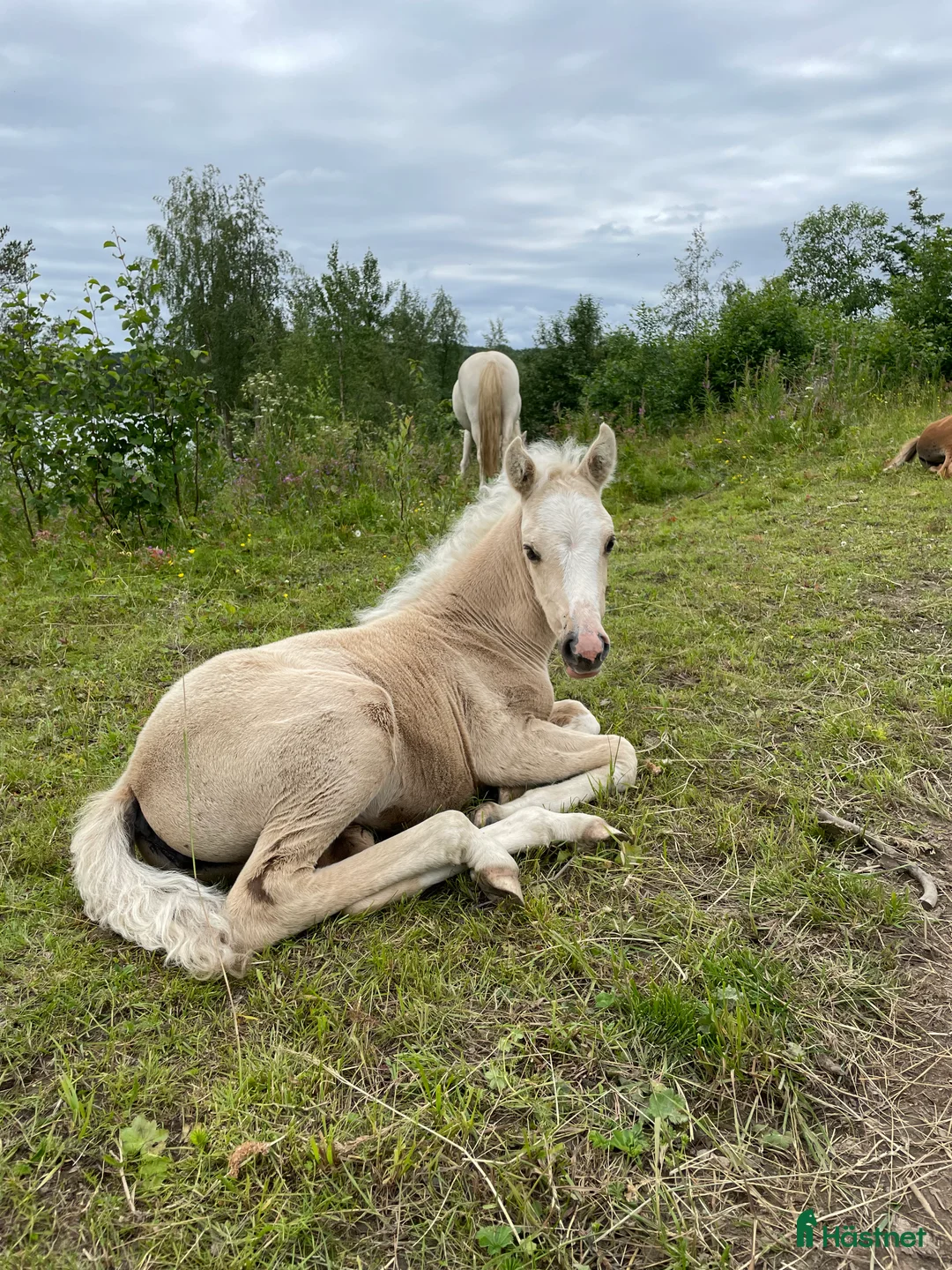 Allround hästar till salu: Vems drömponny? i Mörsil - Annons 9
