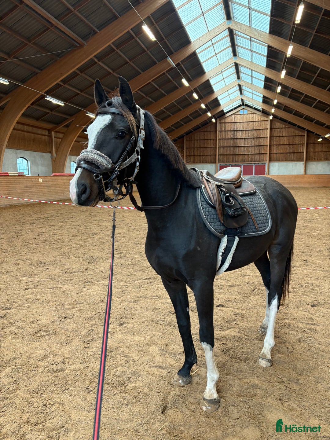 Hoppning hästar till salu: Härlig 2års-valack i Tjällmo - Annons 1