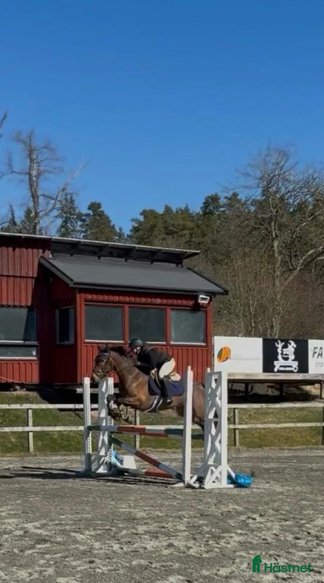 Allround hästar till salu: Lovande ponny för ungponnyklasser-även verksamhet  - Annons 4