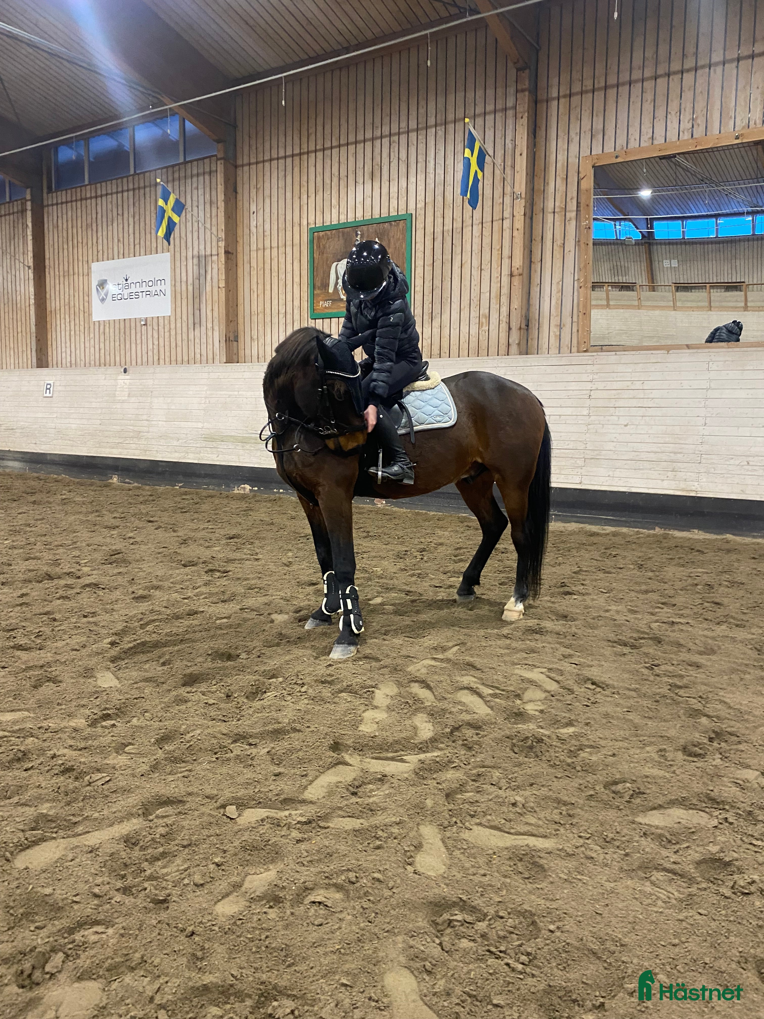  hästar Intressekoll på finaste Lucky 💕 (Ev. Säljes) i Boden - Annons 14