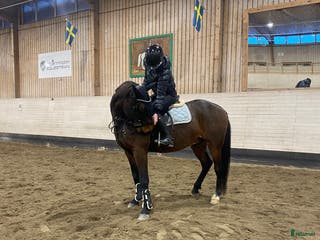hästar Intressekoll på finaste Lucky 💕 (Ev. Säljes) i Boden - Annons 12
