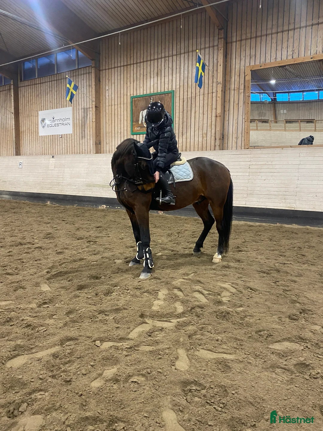 Allround hästar till salu: Intressekoll på finaste Lucky 💕 (Ev. Säljes) i Boden - Annons 1