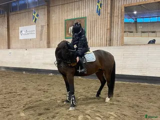 hästar Intressekoll på finaste Lucky 💕 (Ev. Säljes) i Boden - Annons 14