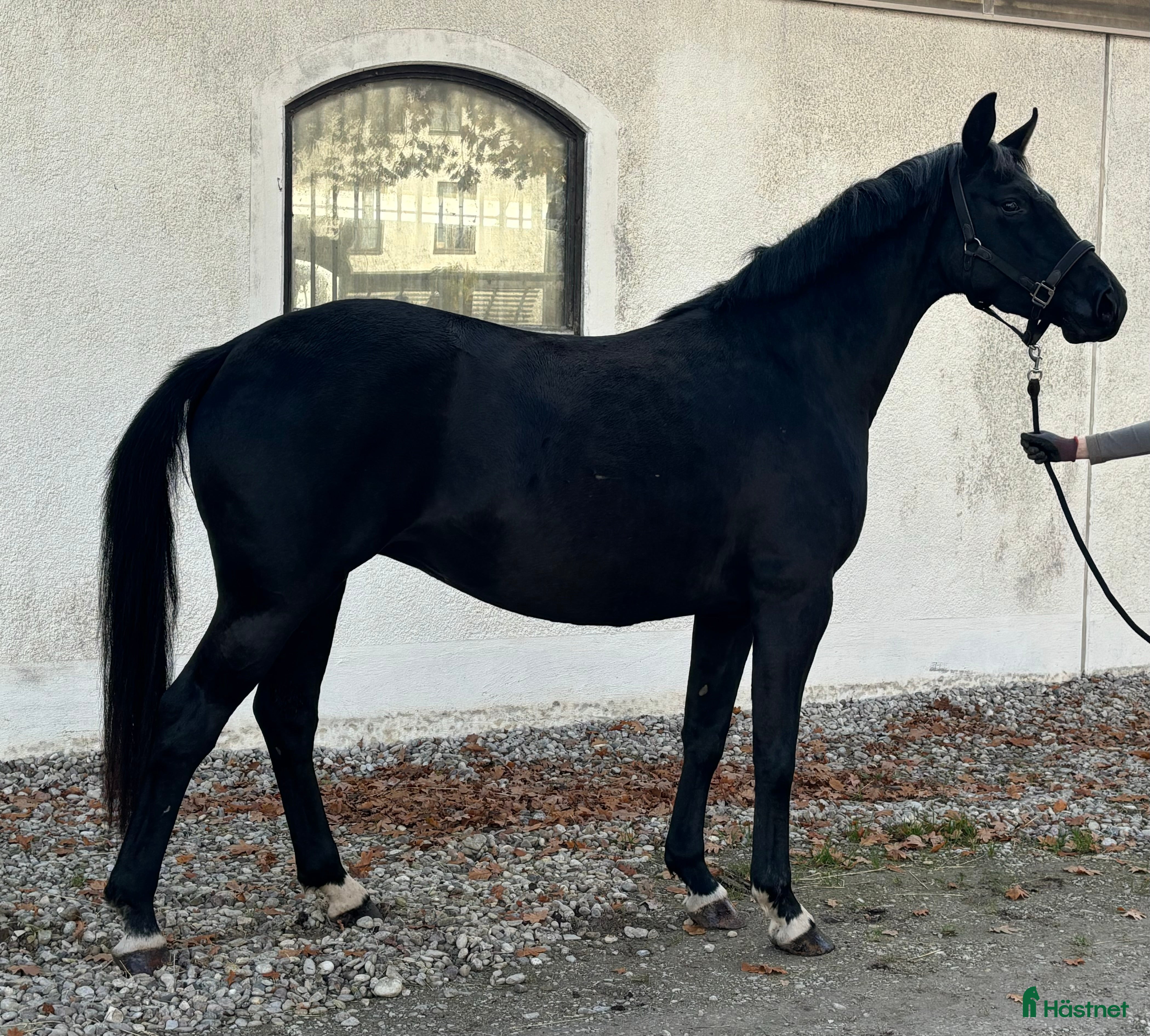  hästar Avel/promenadhäst - Annons 1