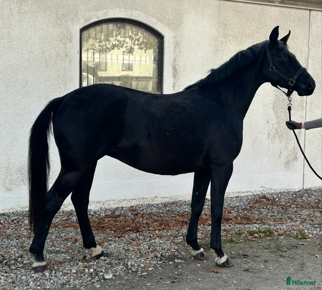 Dressyr hästar till salu: Avel/promenadhäst i Klintehamn - Annons 1