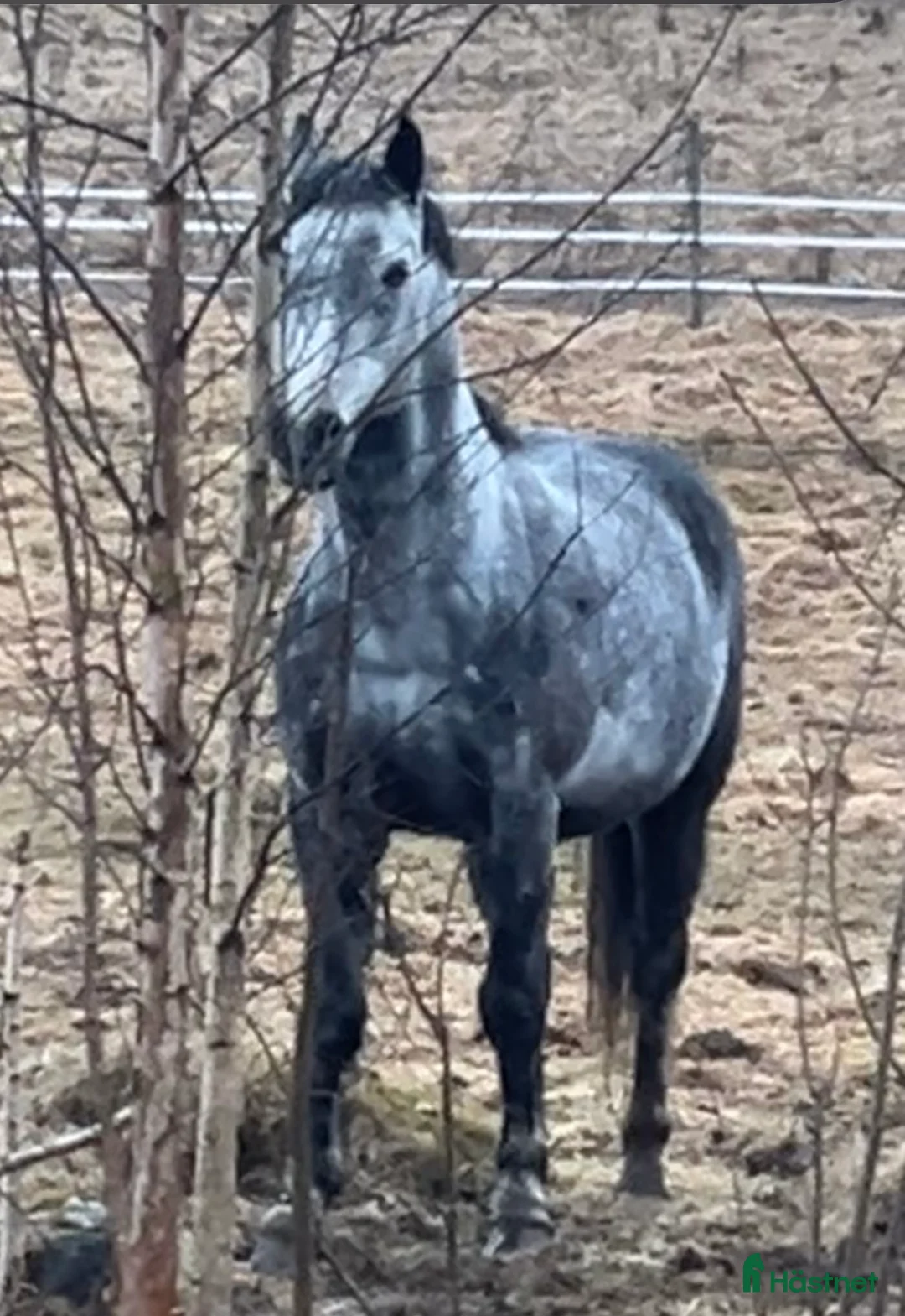 Allround hästar till salu: Skogsmulle eller sällskap i Filipstad - Annons 2