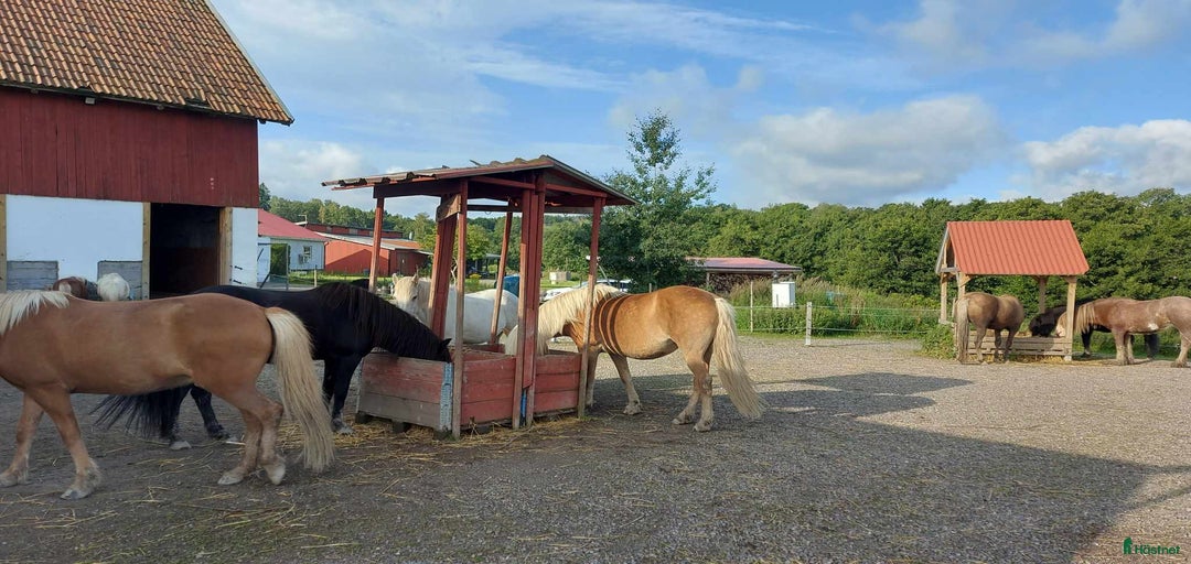 Galleribild {{count}}