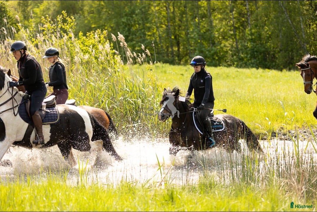 Övrigt hästar till salu: Maxad B-ponny som älskar arbete - och frihet i Vallentuna - Annons 10