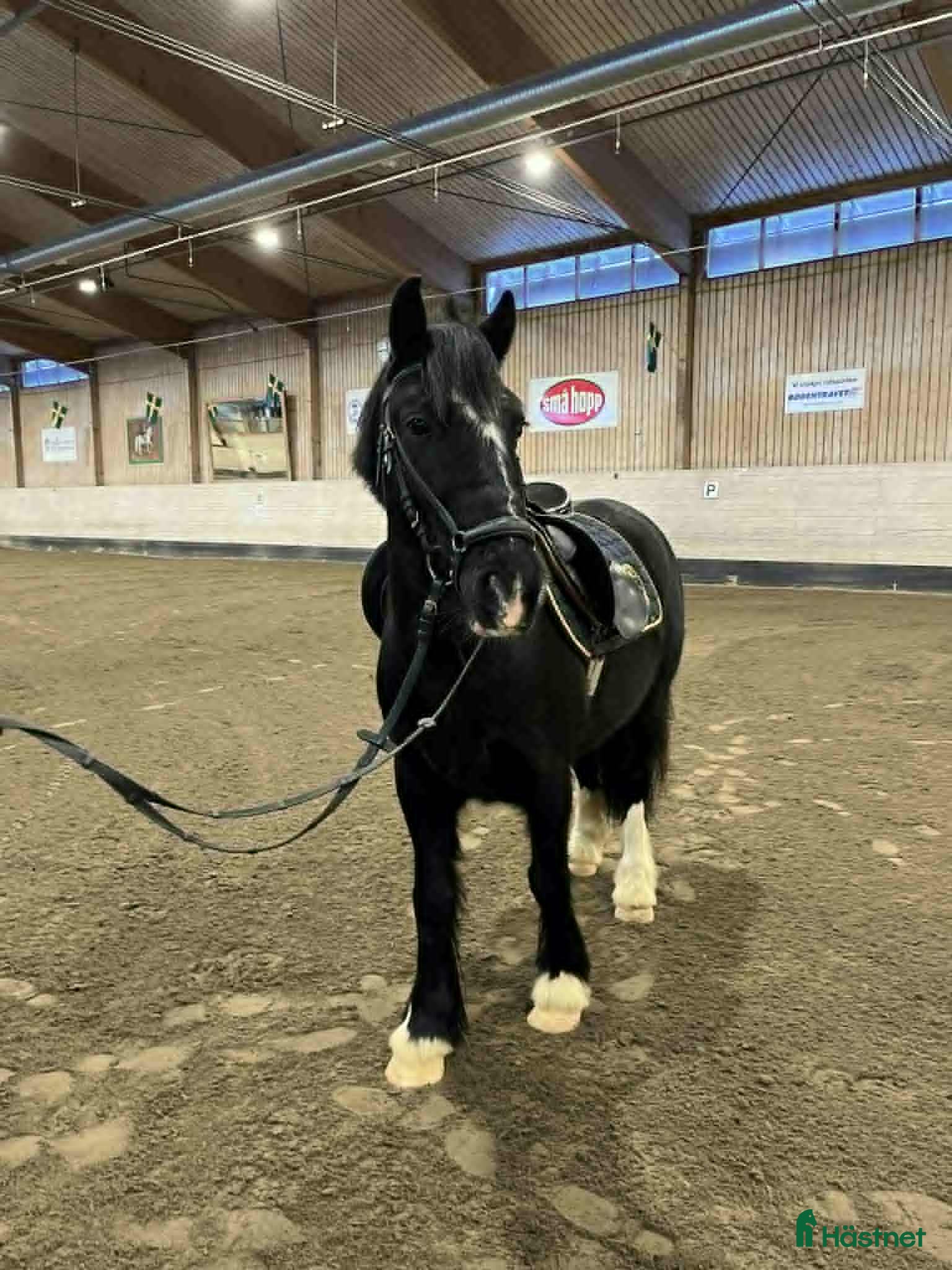  hästar Positiv 5-åring - Annons 23