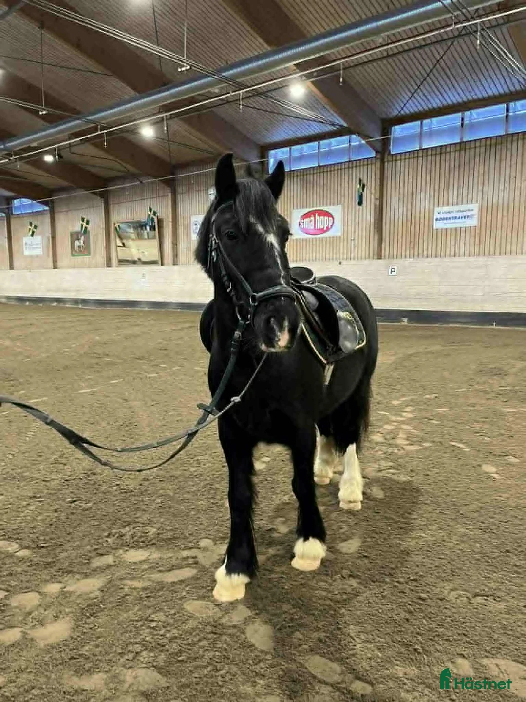 Allround hästar till salu: Positiv 5-åring - Annons 1