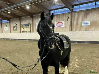 hästar Positiv 5-åring - Annons 23