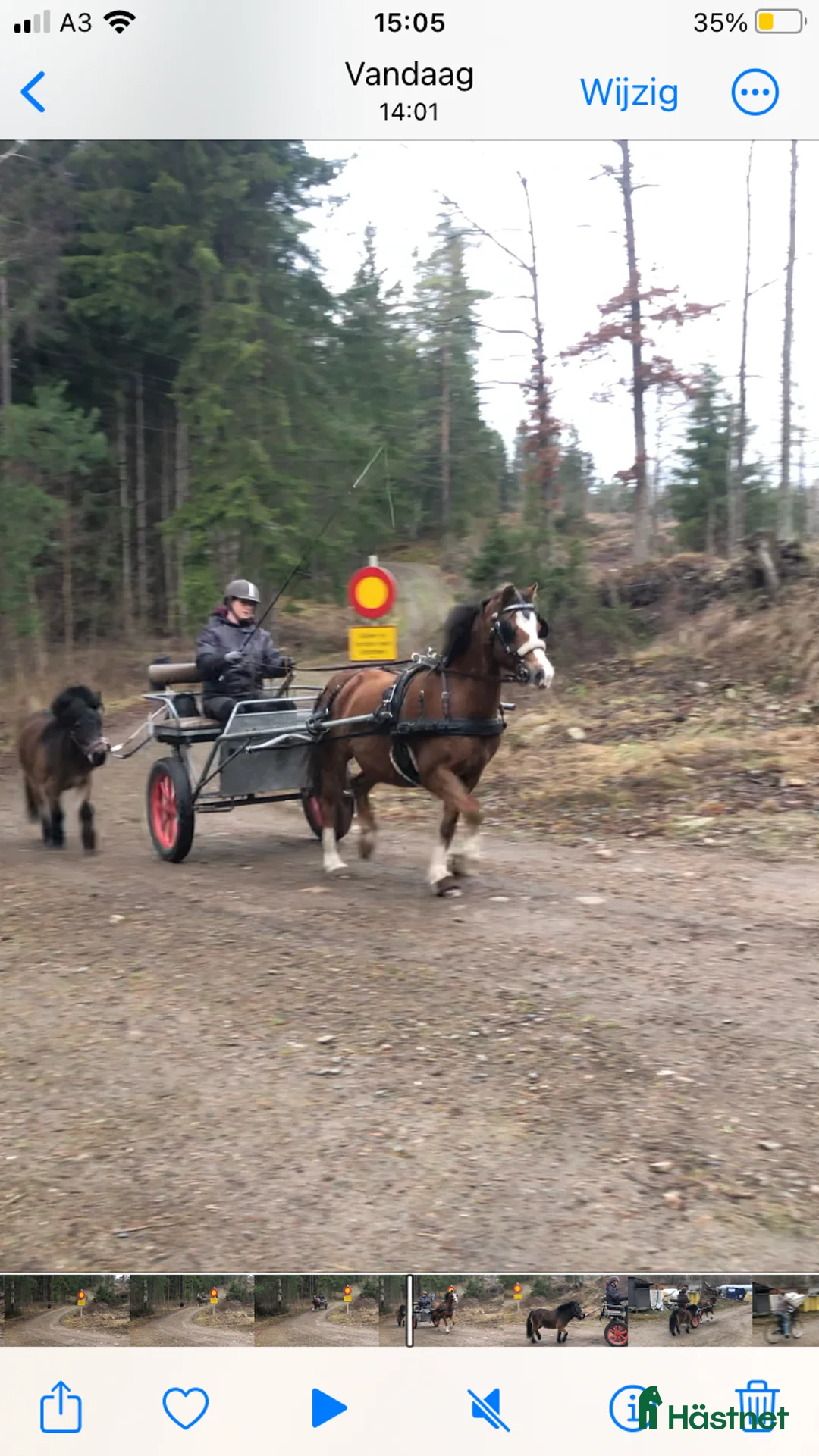 Allround hästar till salu: Fina Anna Bella  - Annons 2