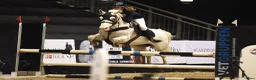 Hoppning hästar till salu: Versatile Show Jumping Pony – Proven Across Europe - Annons 1