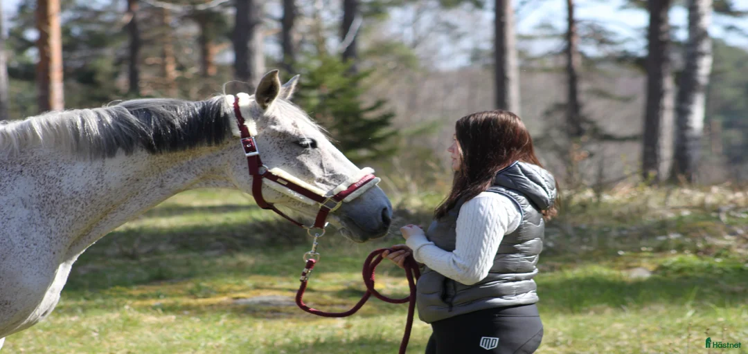 Galleribild {{count}}