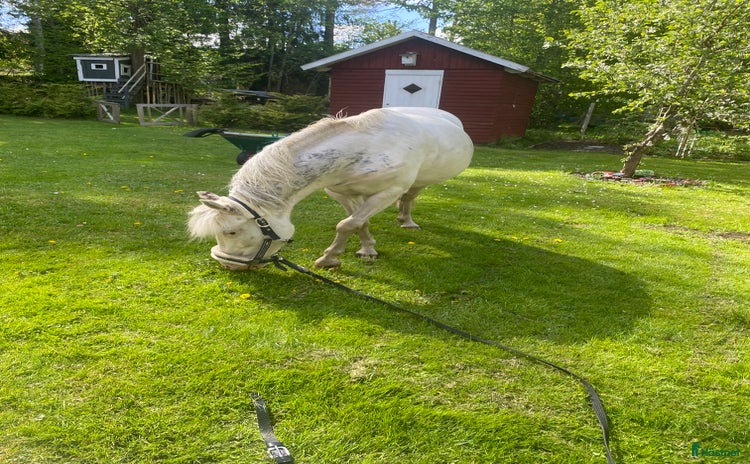  hästar i Tullinge - Annons 3