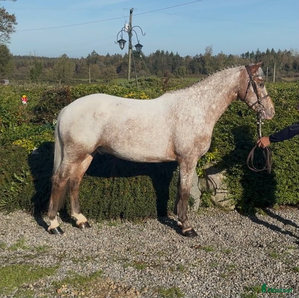  hästar Ljuvlig D ponny 💕 - Annons 2