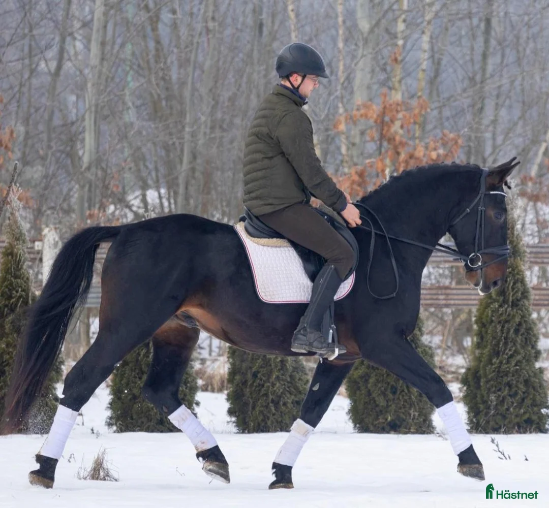 Allround hästar till salu: Exceptional Silesian - Quality & Top Potential  - Annons 2