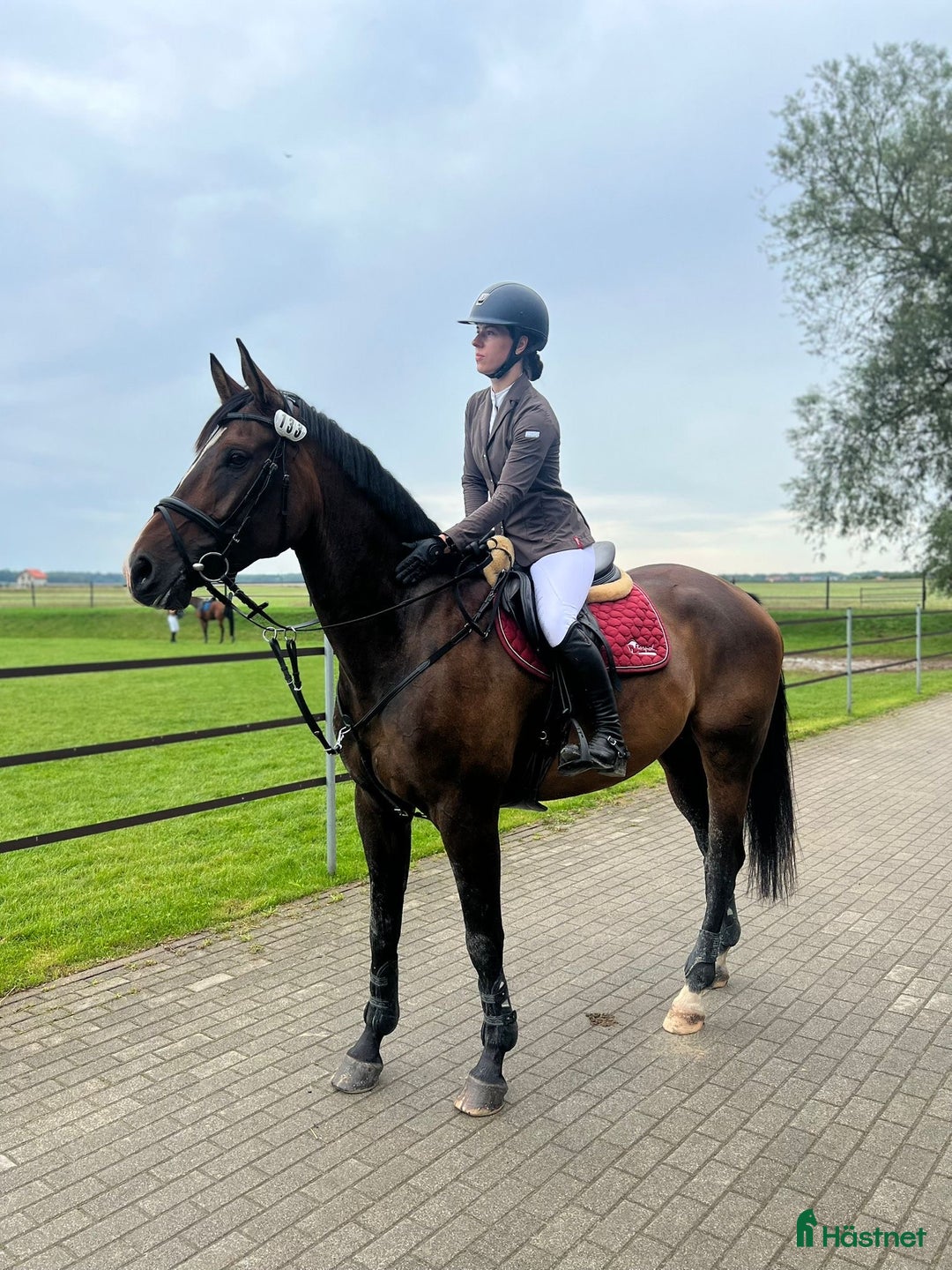 Hoppning hästar till salu: Marvelous all around gelding i Ekerö - Annons 4