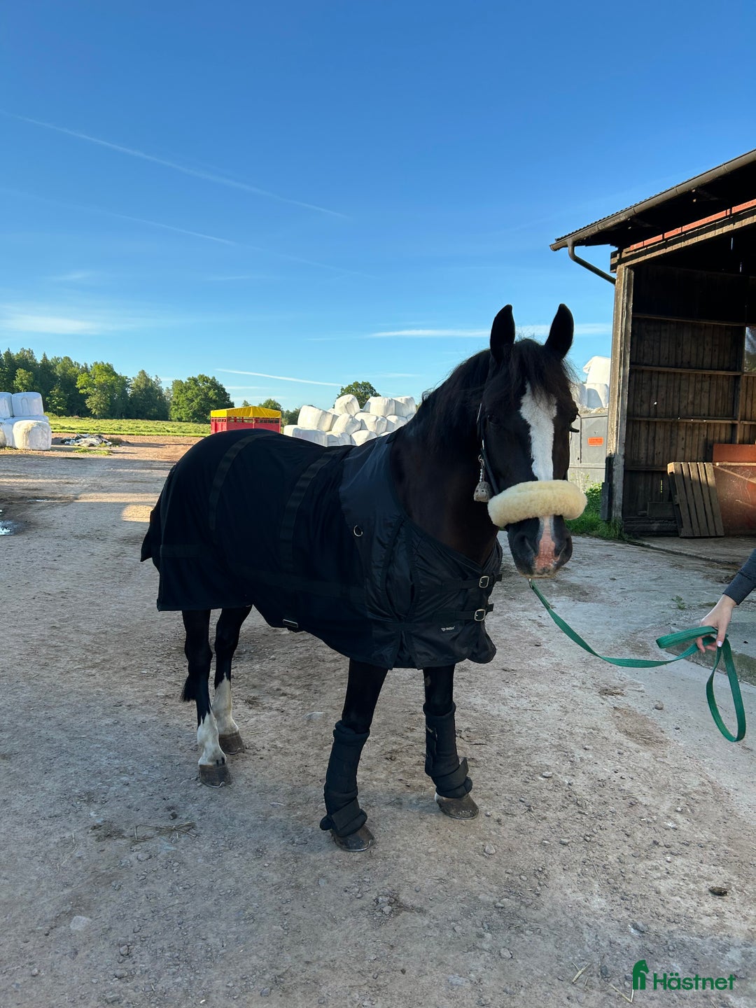 Allround hästar till salu: Viktbärande maxad cponny i Tranås - Annons 6