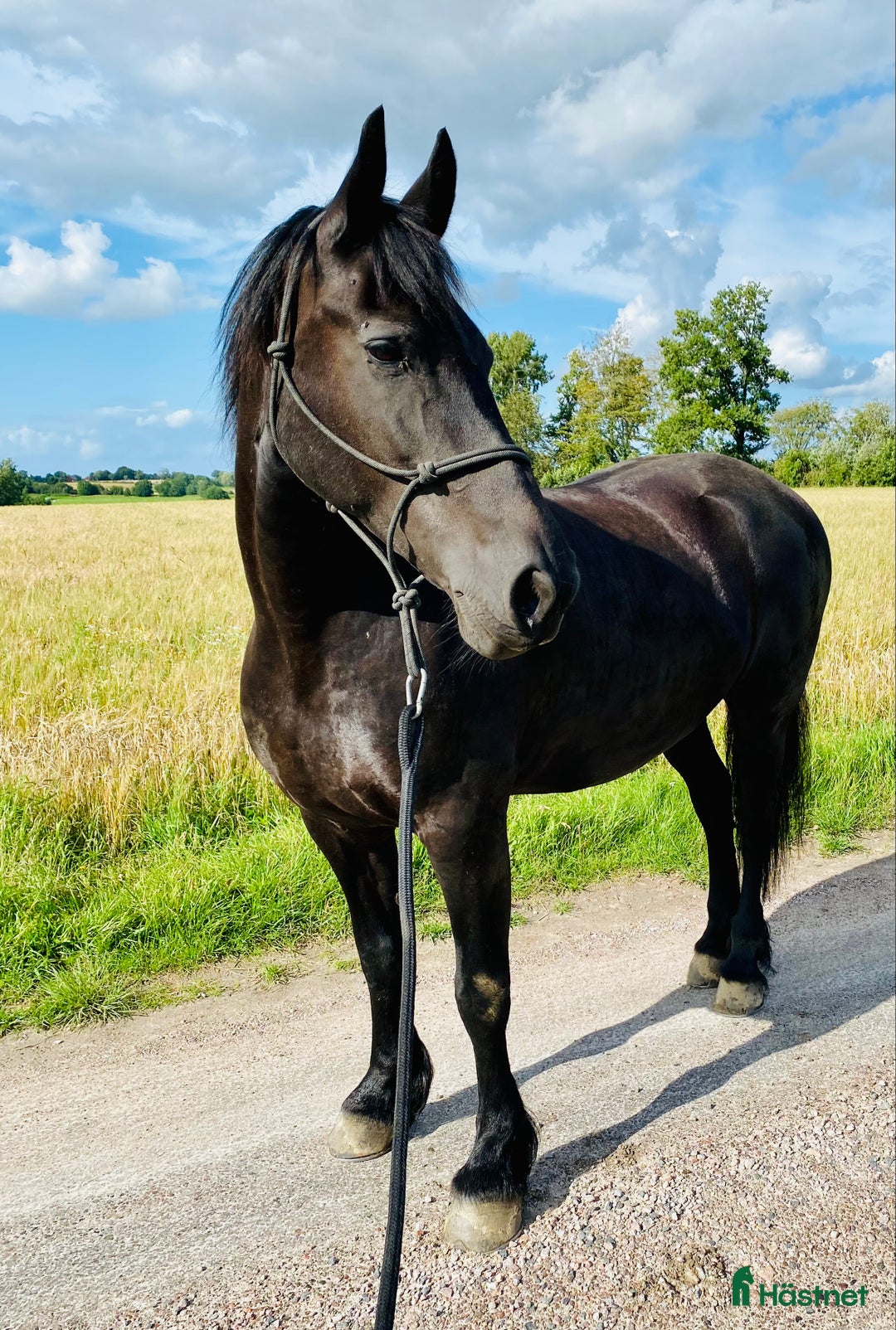 Dressyr hästar till salu: Frieser hingst KFPS i Löberöd - Bild 8