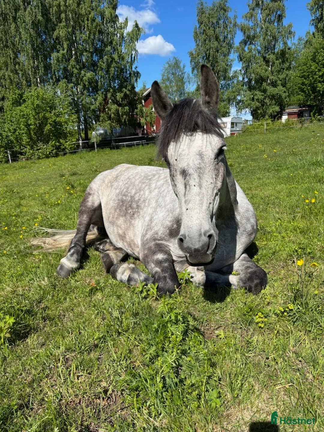 Allround hästar till salu: Ponny med utstrålning och karaktär - Annons 6
