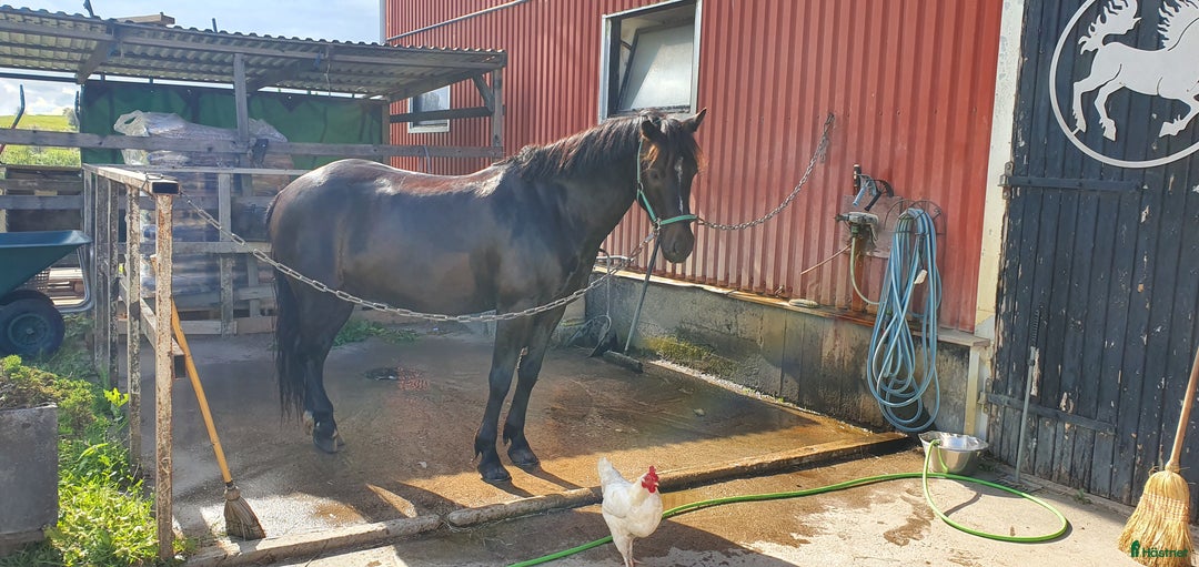 Hoppning hästar till salu: Bästa ponnyn söker ny kärleksfull familj  i Malmö - Annons 22