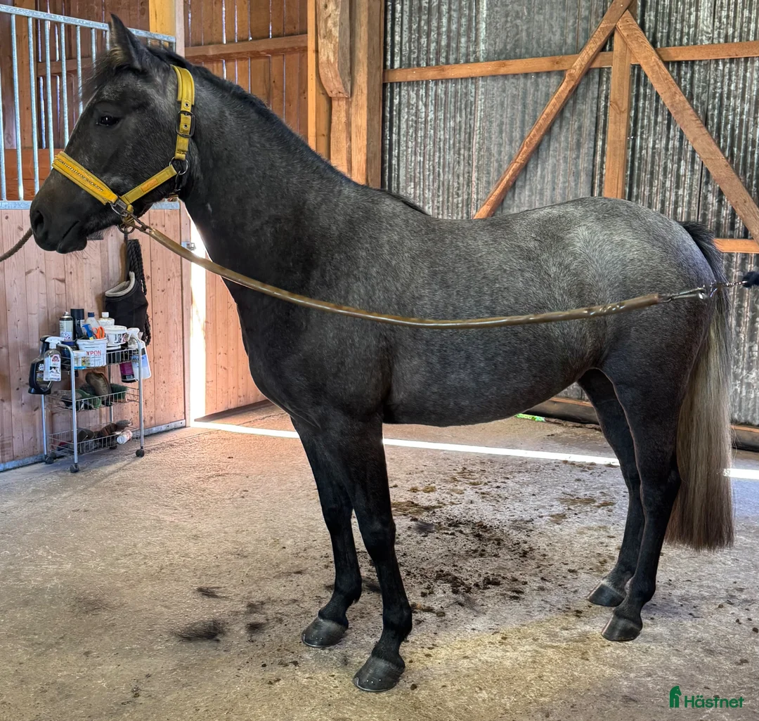 Allround hästar till salu: Vera söker sin stjärna - Annons 2