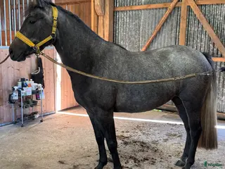 hästar Vera söker sin stjärna - Annons 10