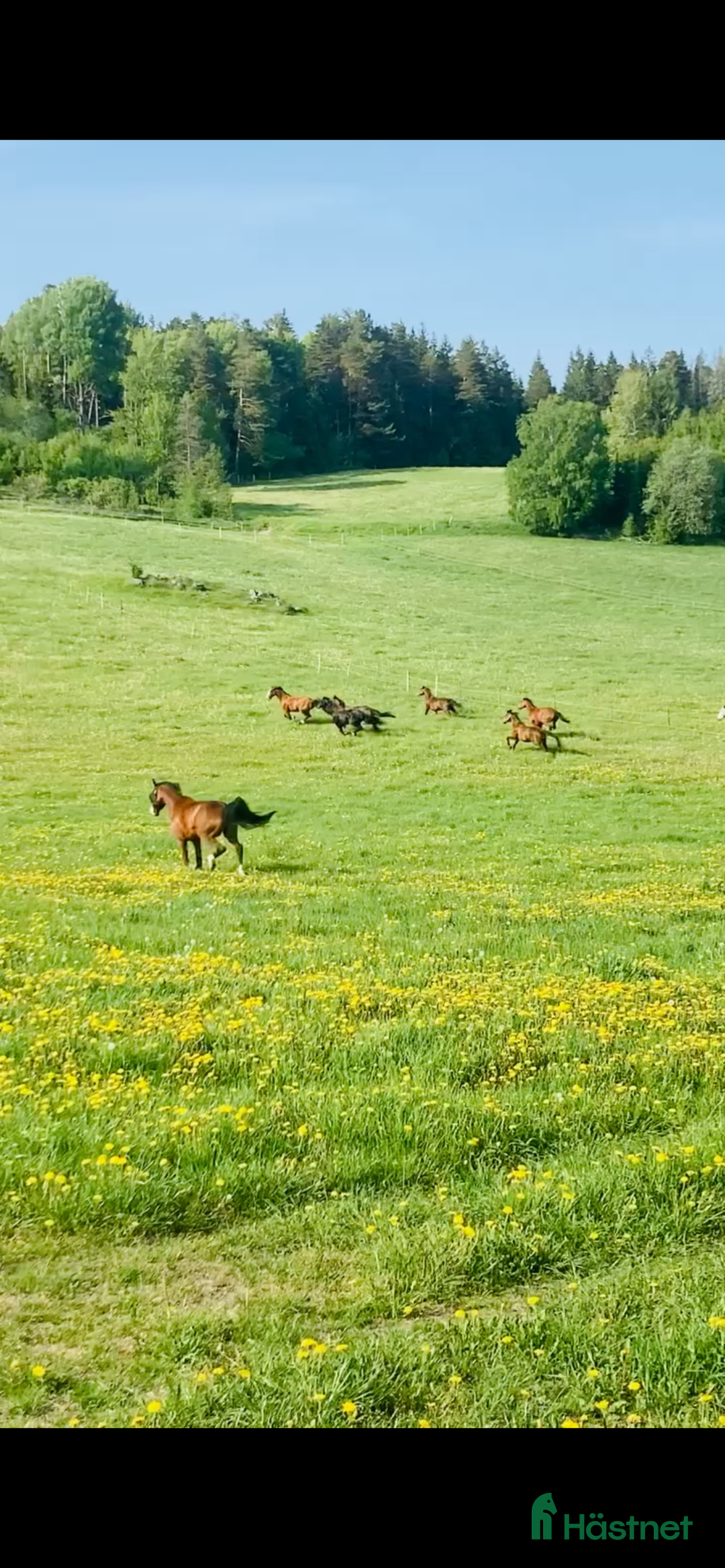  stallplats finnes: Stallplats i Grödinge, Botkyrka. i Grödinge - Annons 3