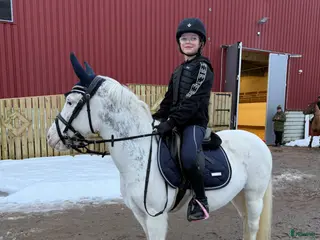 hästar Häftig allroundponny, även inkörd! - Annons 2