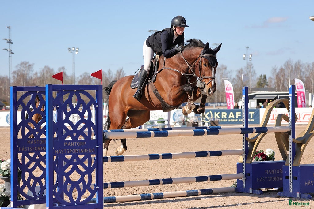  hästar Rolig tävlingskompis  - Annons 7