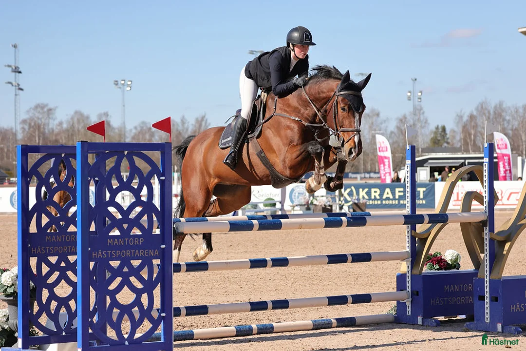 Hoppning hästar till salu: Rolig tävlingskompis  - Annons 1
