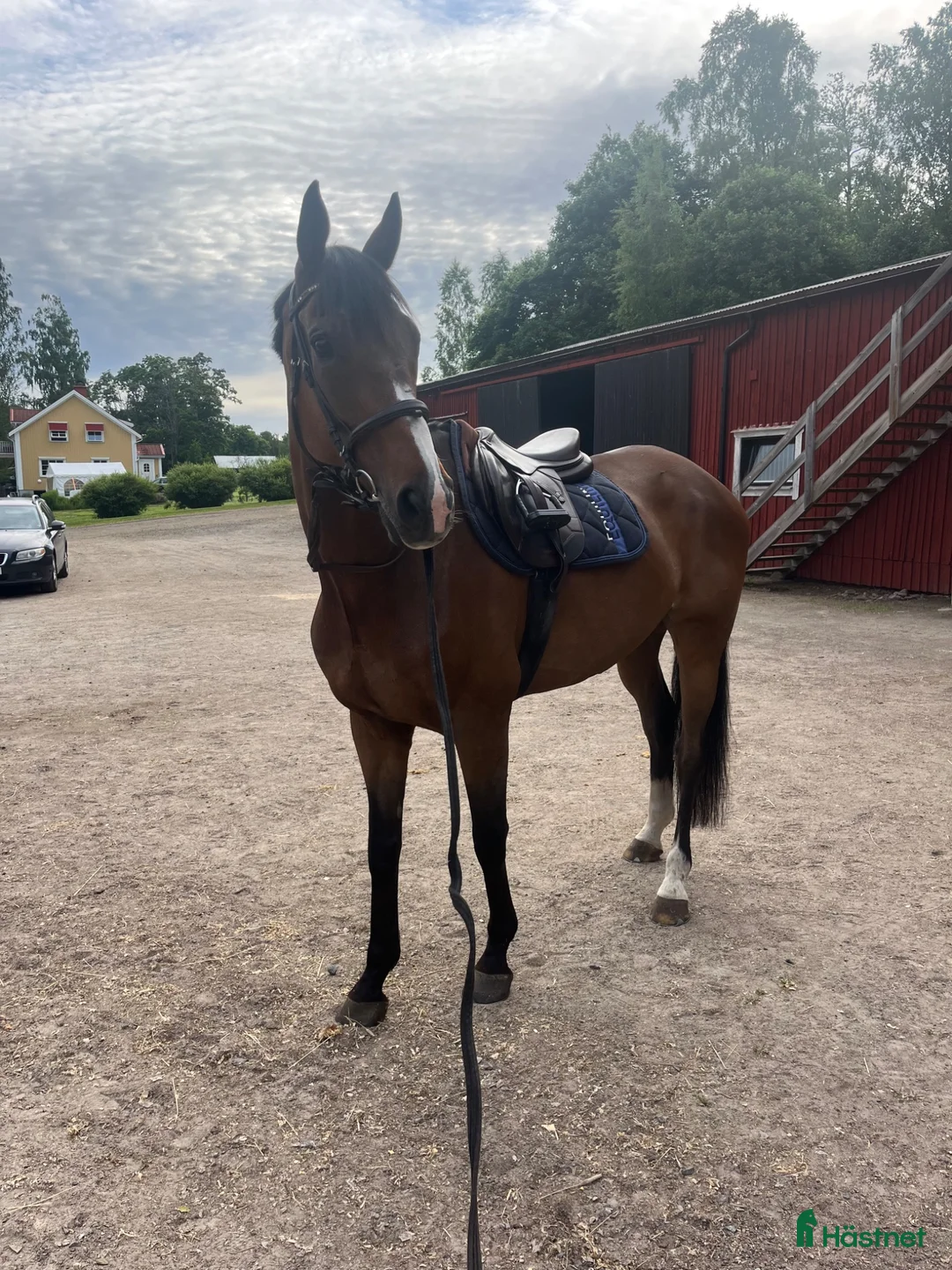 Hoppning hästar till salu: Trevlig fälttävlanshäst - Annons 2
