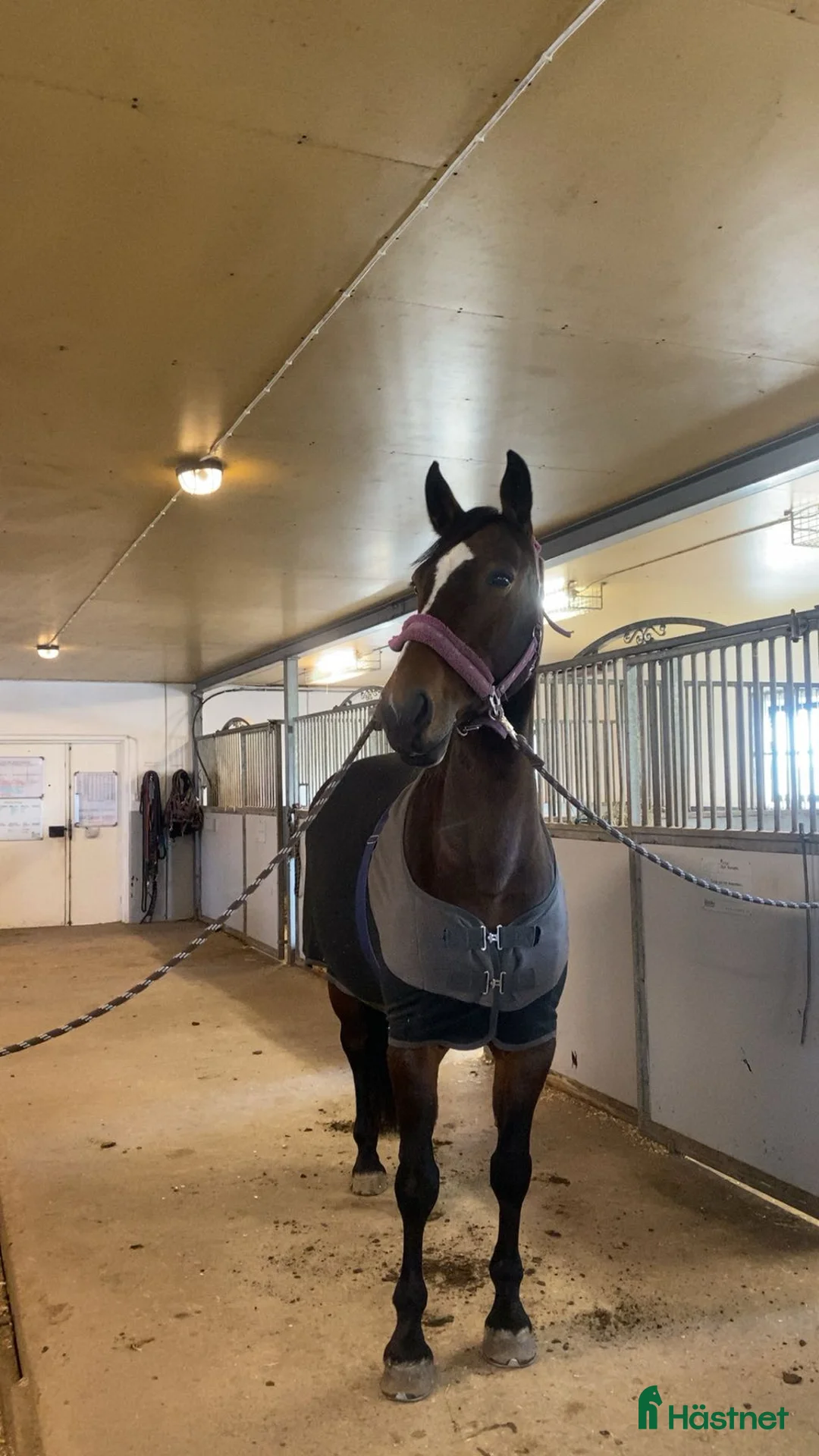 Avelshästar hästar till salu: Avelssto/Sällskap/Promenad häst - Annons 1