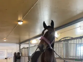 hästar Avelssto/Sällskap/Promenad häst - Annons 6