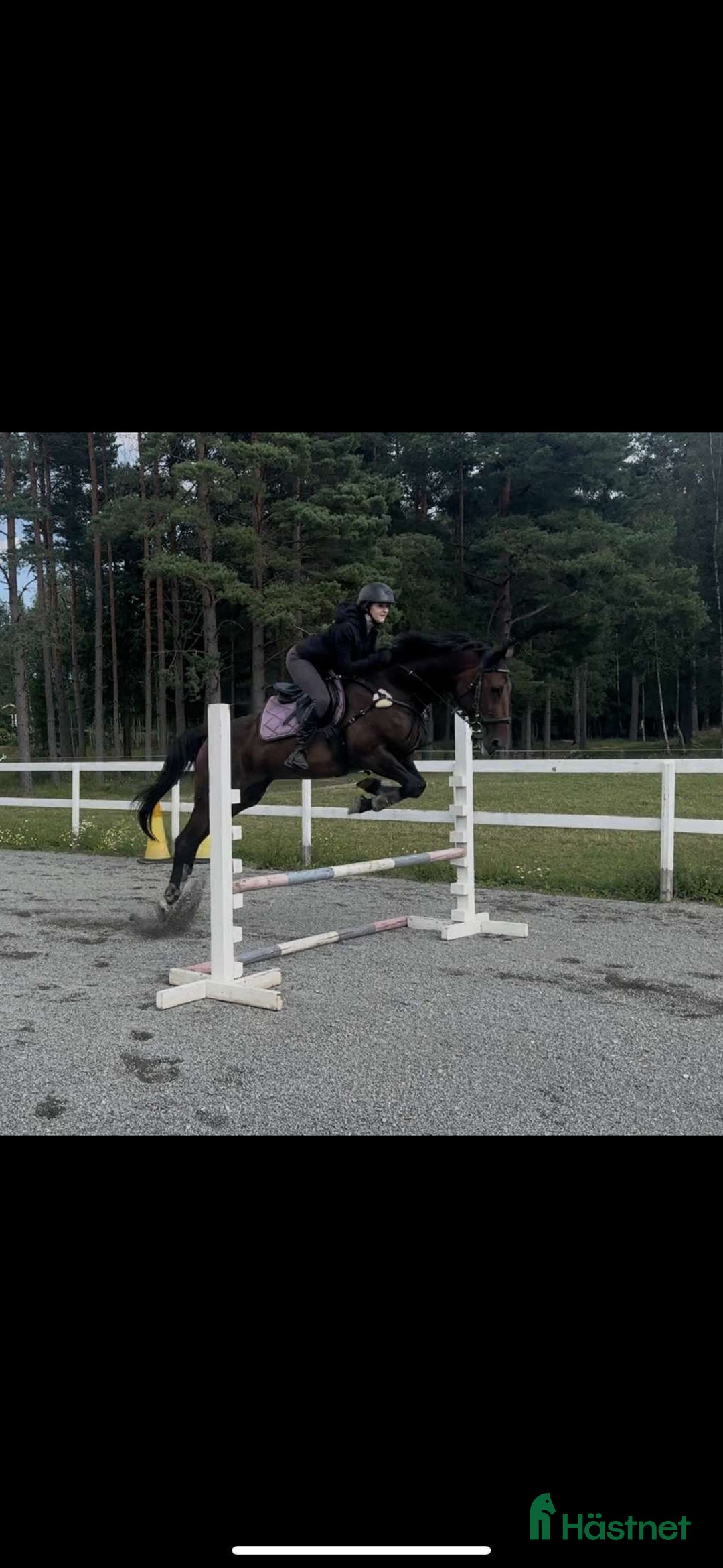 Allround hästar till salu: 🌟 Vackert sto med potential  Vanessa streamline🌟 i Stigtomta - Annons 1