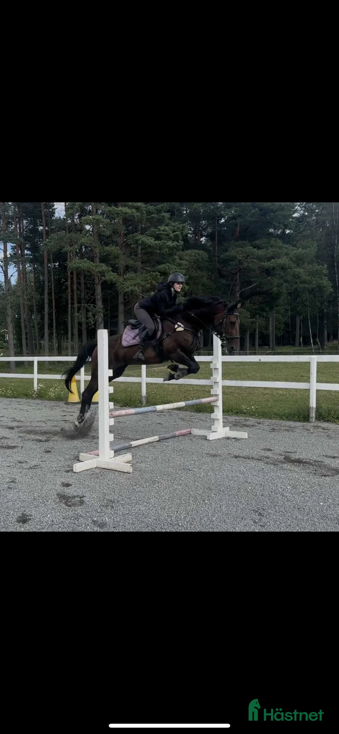 Allround hästar till salu: 🌟 Vackert sto med potential  Vanessa streamline🌟 - Annons 1