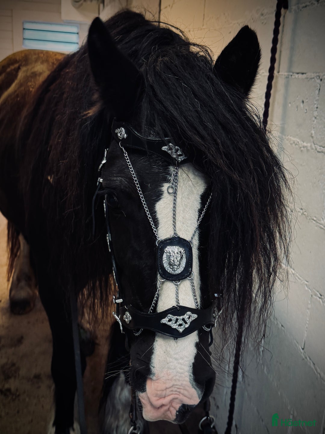 Träns hästutrustning till salu: Nya Portugisiska/akademiska träns i Matfors - Annons 2