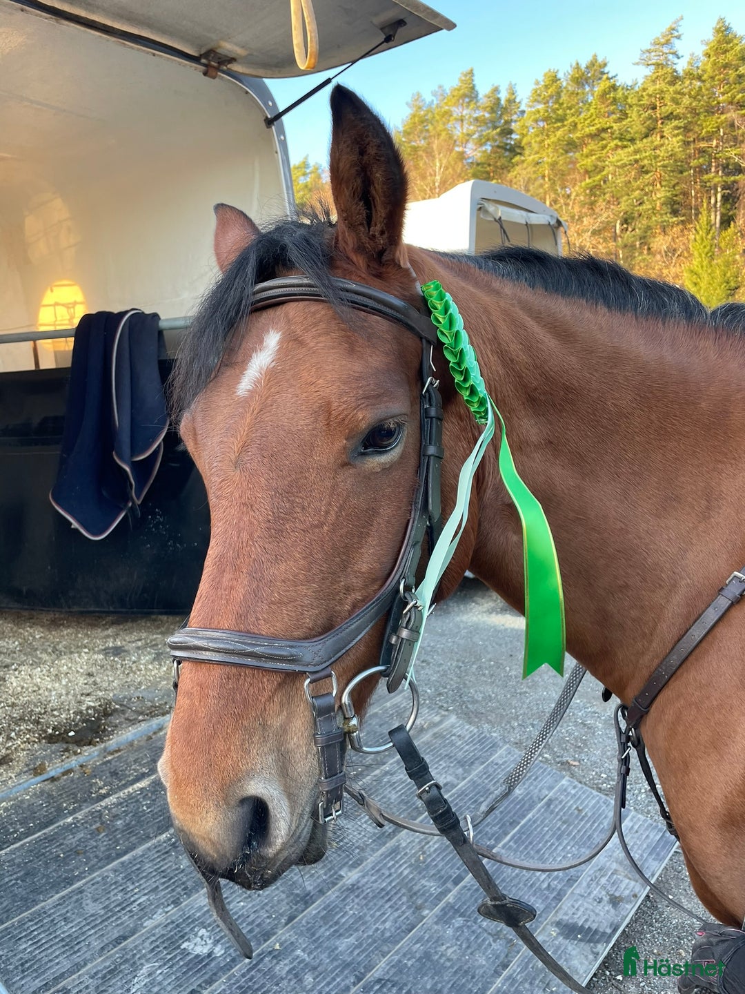 Hoppning hästar till salu: Supersnäll D-ponny i Kungsängen - Annons 9