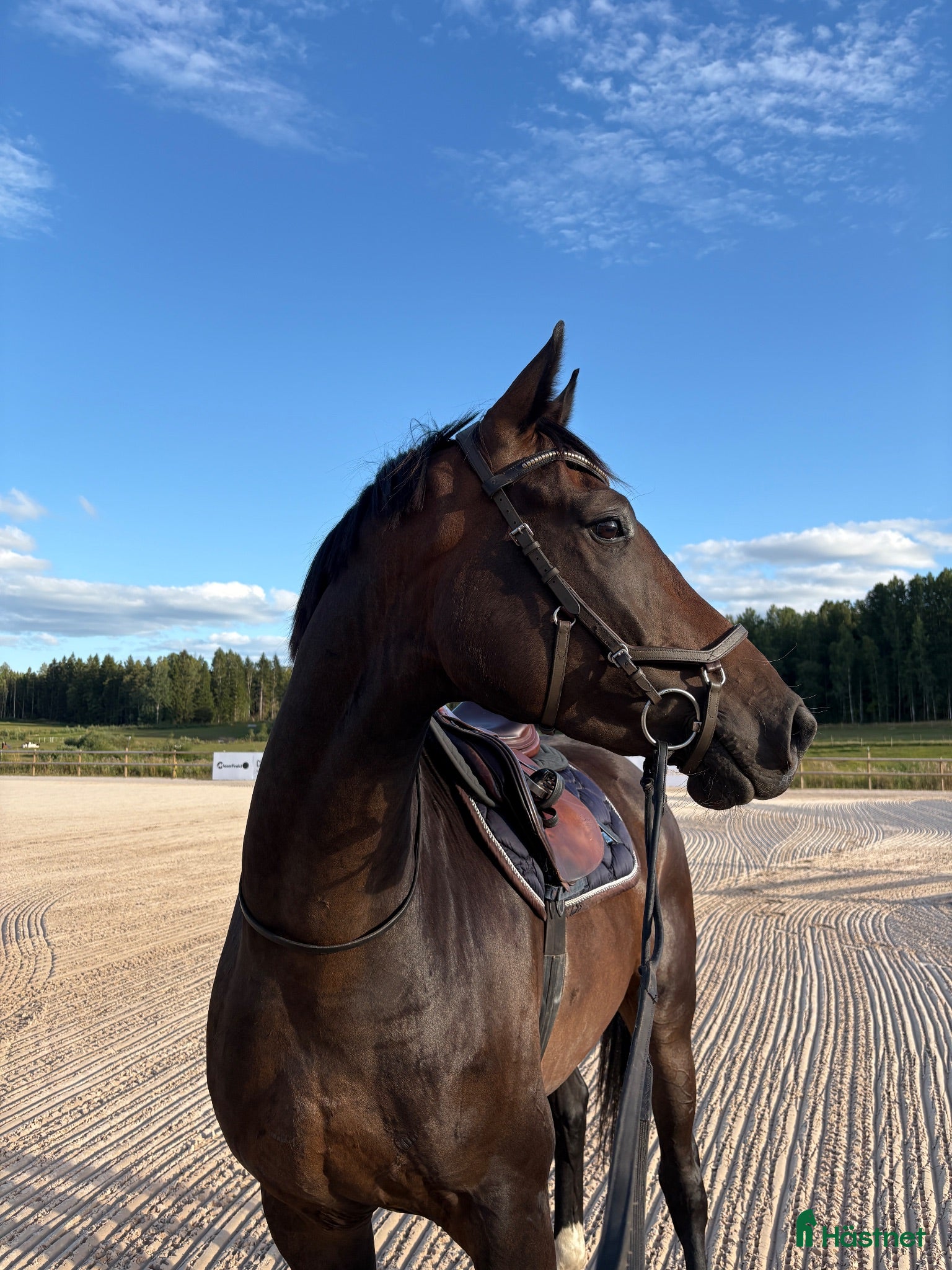  hästar Snäll och utvecklingsbar valack - Annons 1