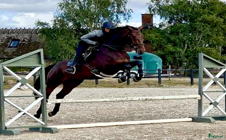  hästar i Sjöbo - Annons 3