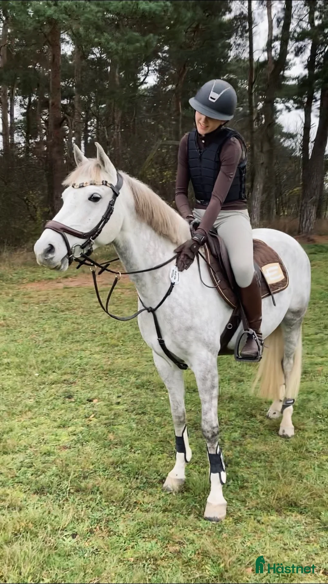 Dressyr hästar till salu: Dubbeltalang med utstrålning - Annons 8