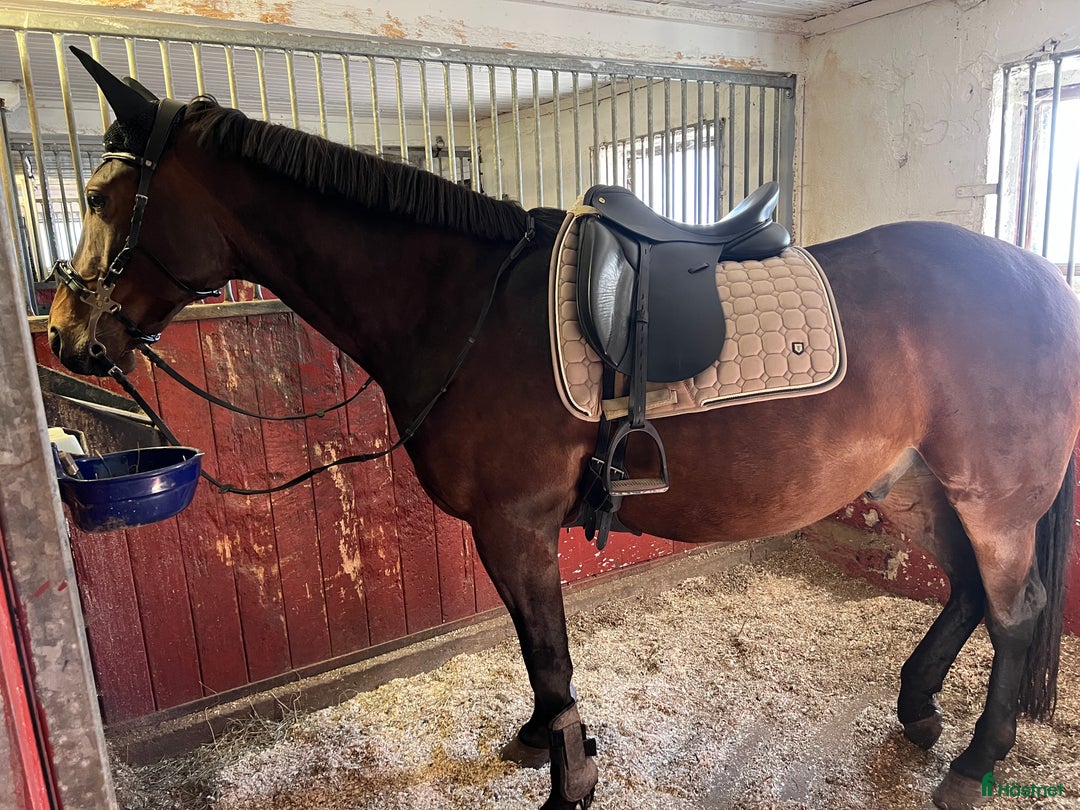 Allround hästar till salu: Ridtravare söker ett för alltid hem i Sundsvall - Annons 7