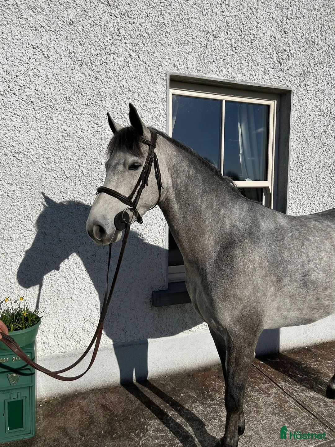 Hoppning hästar till salu: Attyrory Horses - Annons 1