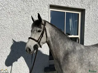 Hoppning hästar till salu: Attyrory Horses - Annons 3