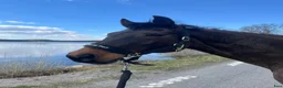 Allround hästar till salu: Trygg Läromästare🐴🤎 - Annons 7
